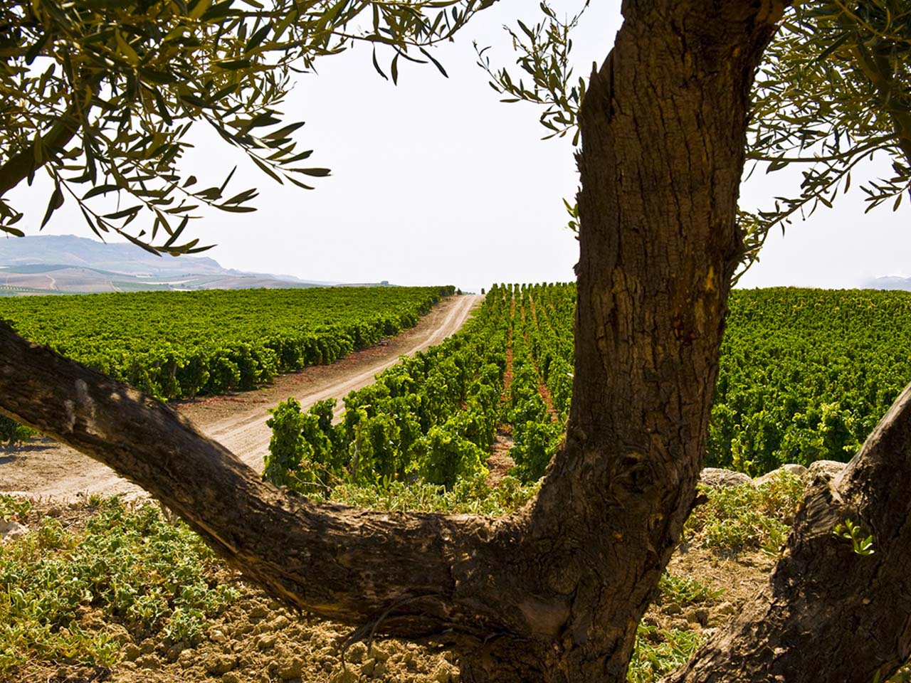 Wine tour in the best wineries of Northern Etna