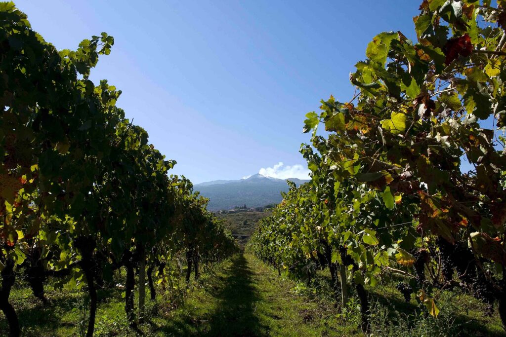 vineyard with Mount Etna in the background