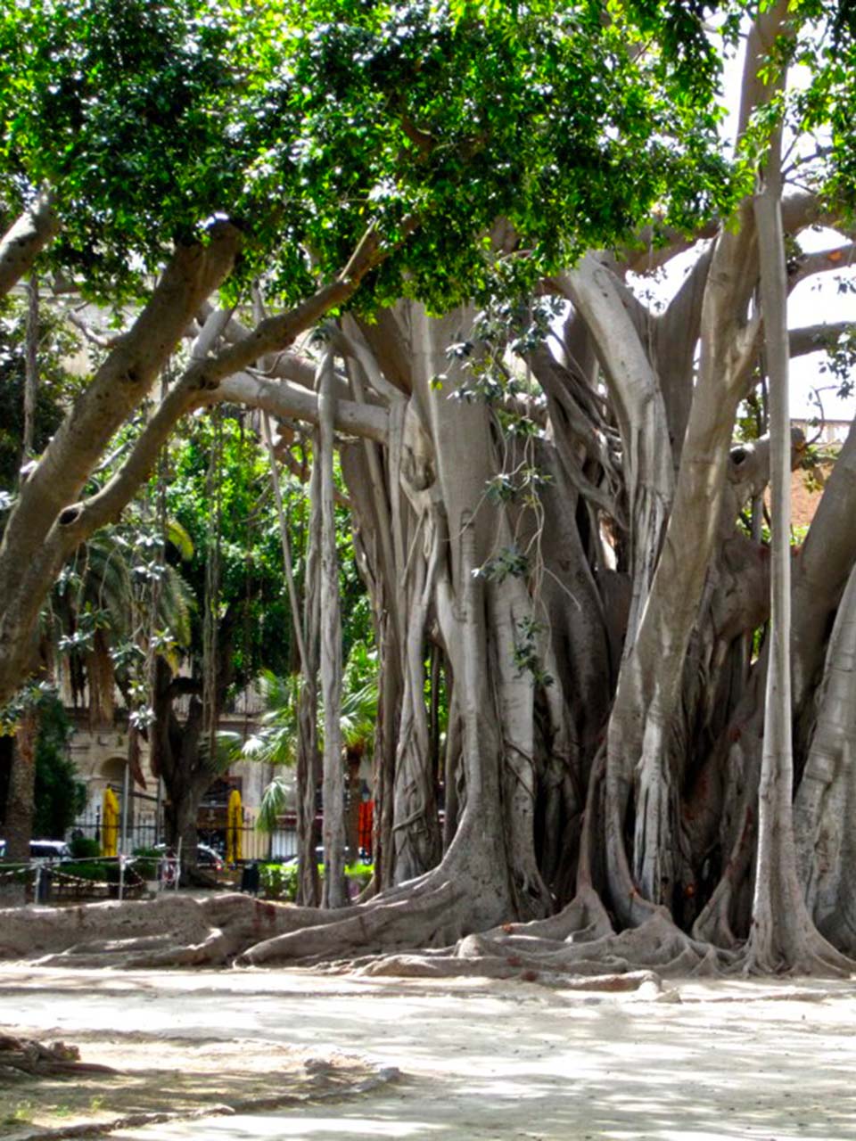 centuries-old ficus in Piazza Marina in Palermo